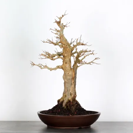 Bonsai Maple Burger AB-4-2