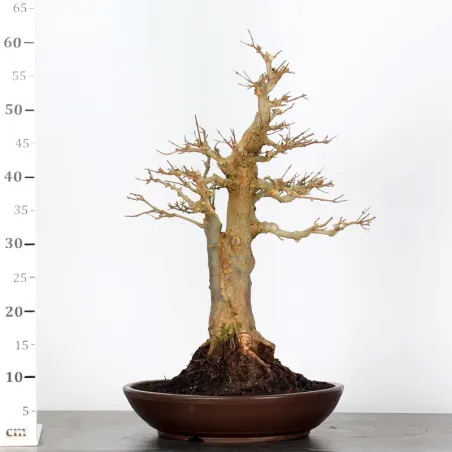 image supplémentaire - MAPLE "ACER BUERGERIANUM" 4-2