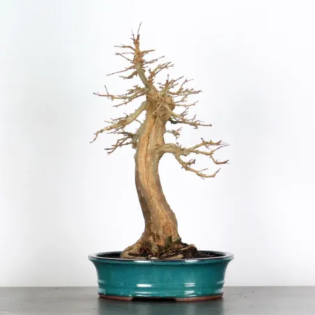 Bonsai Maple Burger AB-4-4