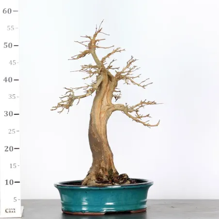 image supplémentaire - MAPLE "ACER BUERGERIANUM" 4-4