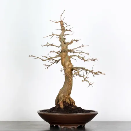 image supplémentaire - MAPLE "ACER BUERGERIANUM" 4-5