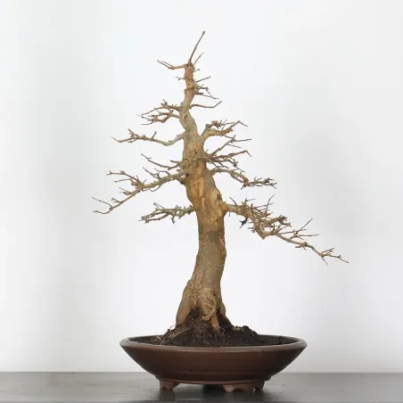 Bonsai Erable Burger AB-4-5