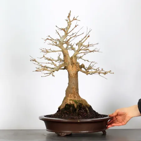 image supplémentaire - Érable "ACER BUERGERIANUM" 4-6