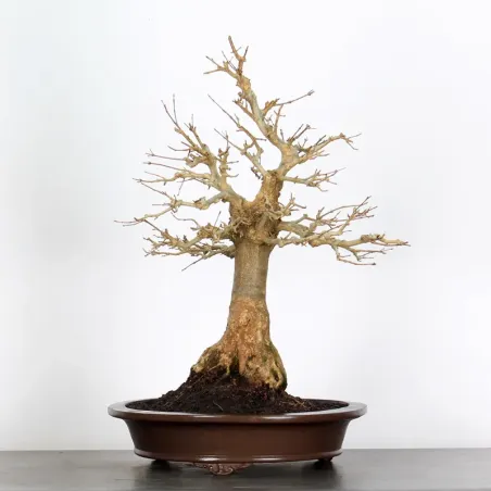 Bonsai Erable Burger AB-4-6