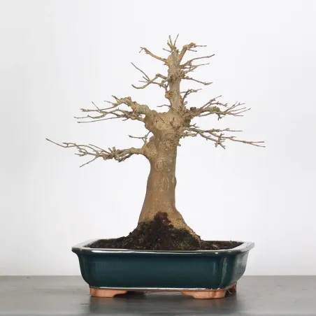 Bonsai Maple Burger 4-10