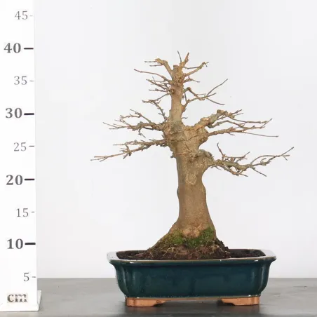 image supplémentaire - MAPLE "ACER BUERGERIANUM" 4-10