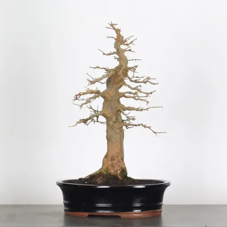 Érable "ACER BUERGERIANUM" 4-12