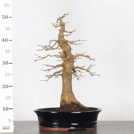 image supplémentaire - Érable "ACER BUERGERIANUM"...