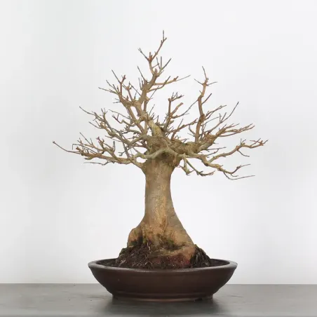 MAPLE "ACER BUERGERIANUM" 4-13