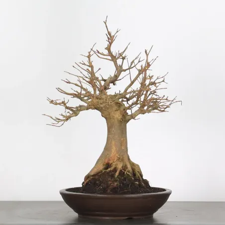 image supplémentaire - Érable "ACER BUERGERIANUM"...