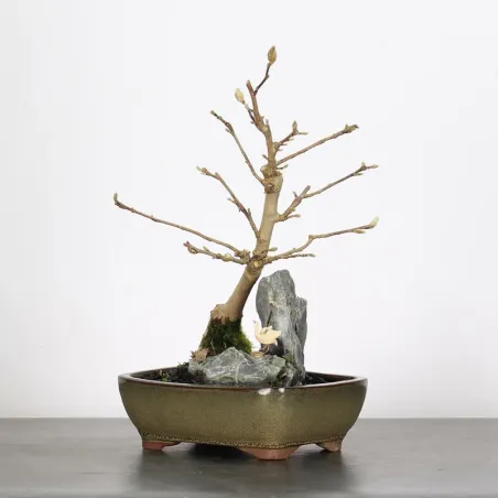 Bonsai Magnolia