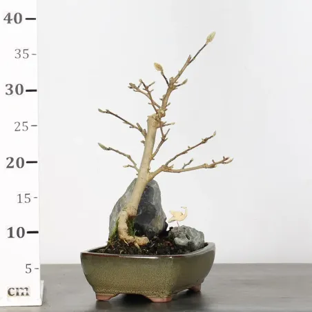 image supplémentaire - MAGNOLIA STELLATA 1-1