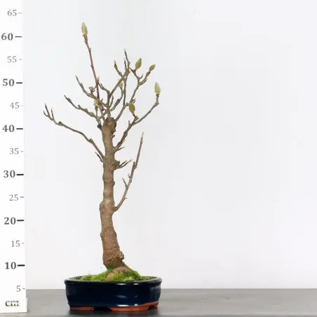 image supplémentaire - MAGNOLIA SOULANGEANA 1-2