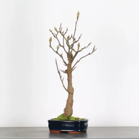Bonsai Magnolia