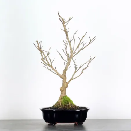 Bonsai Magnolia