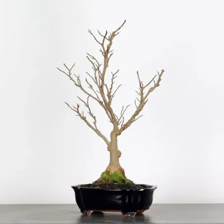 image supplémentaire - MAGNOLIA STELLATA 1-3