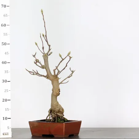 image supplémentaire - MAGNOLIA SOULANGEANA 1-4