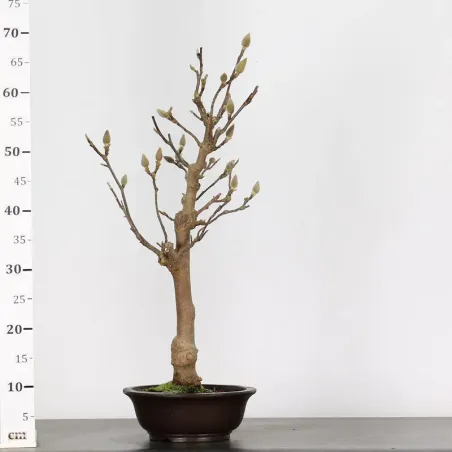 image supplémentaire - MAGNOLIA SOULANGEANA 1-5