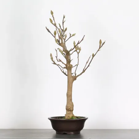 Bonsai Magnolia