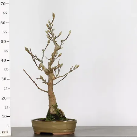 image supplémentaire - MAGNOLIA SOULANGEANA 1-6