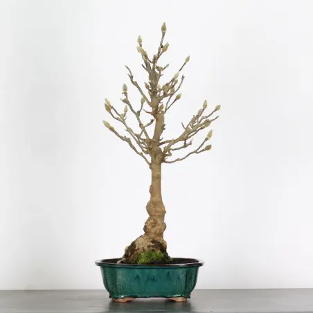 Bonsai Magnolia