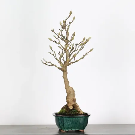 image supplémentaire - MAGNOLIA SOULANGEANA 1-7