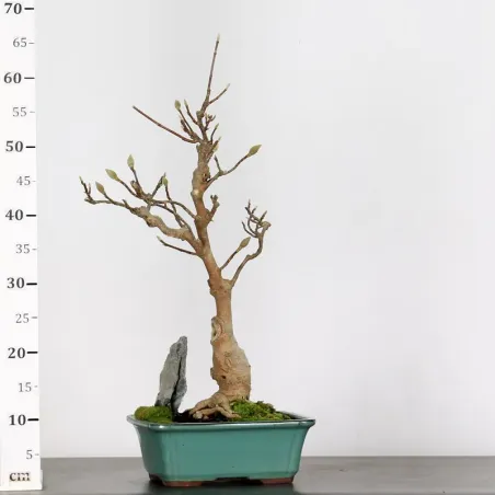 image supplémentaire - MAGNOLIA SOULANGEANA 1-8