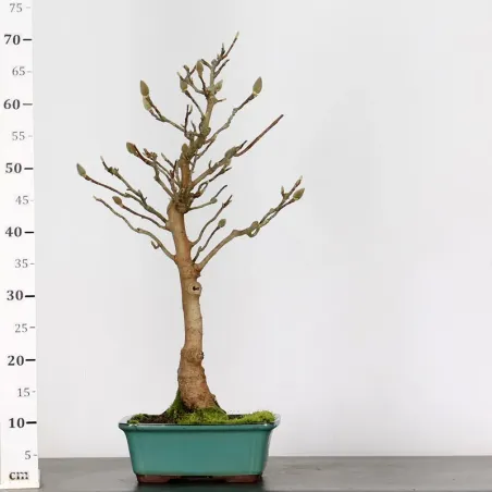 image supplémentaire - MAGNOLIA SOULANGEANA 1-9