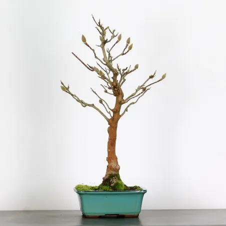 Bonsai Magnolia