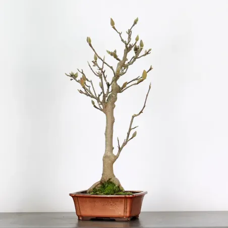 MAGNOLIA SOULANGEANA 1-10