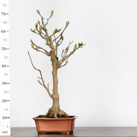 image supplémentaire - MAGNOLIA SOULANGEANA 1-10