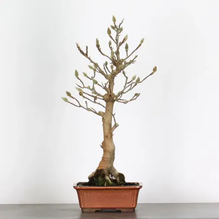 MAGNOLIA SOULANGEANA 1-11