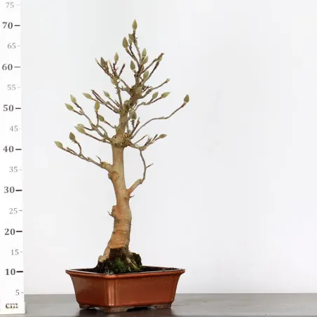 image supplémentaire - MAGNOLIA SOULANGEANA 1-11
