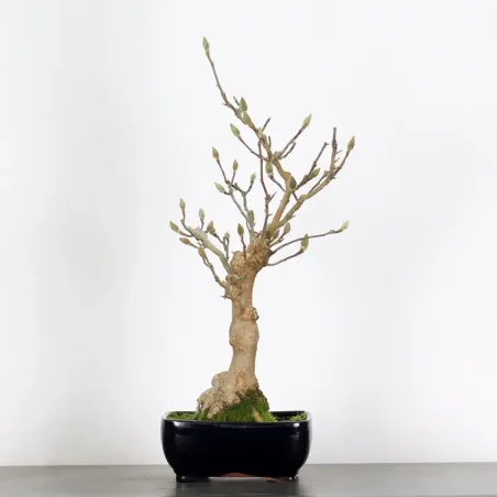 MAGNOLIA SOULANGEANA 1-12