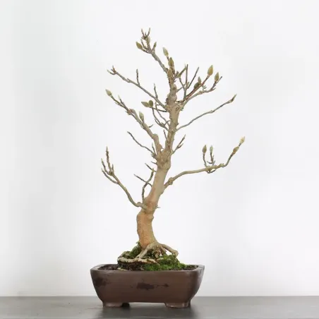 MAGNOLIA SOULANGEANA 1-13