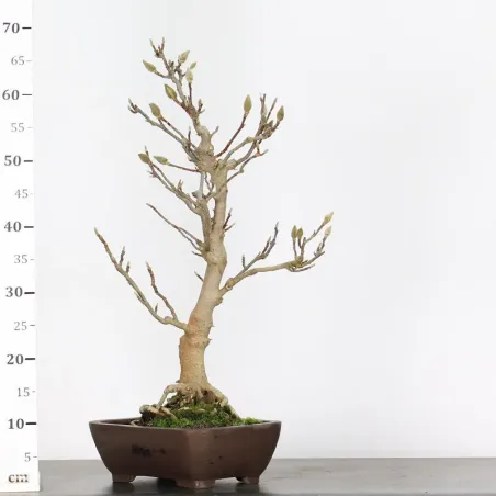 image supplémentaire - MAGNOLIA SOULANGEANA 1-13