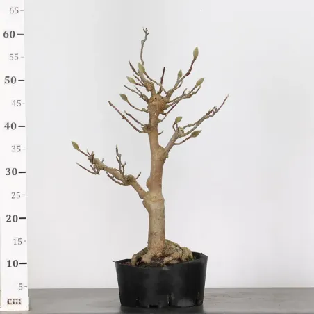 image supplémentaire - MAGNOLIA SOULANGEANA 1-14