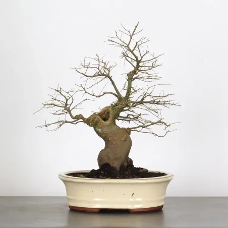 HACKBERRY "CELTIS AUSTRALIS" 1-1