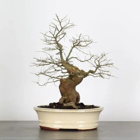 image supplémentaire - MICOCOULIER "CELTIS...