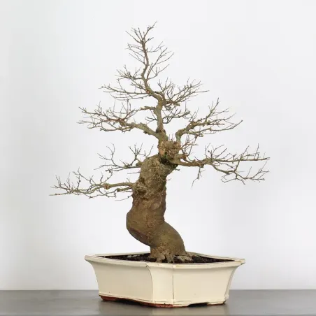 MICOCOULIER "CELTIS AUSTRALIS" 1-2