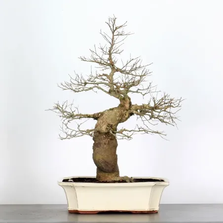 image supplémentaire - MICOCOULIER "CELTIS...