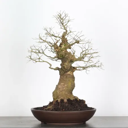 image supplémentaire - MICOCOULIER "CELTIS...