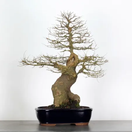 HACKBERRY "CELTIS AUSTRALIS" 1-4