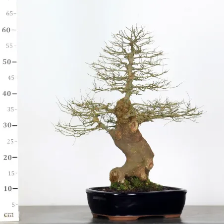 image supplémentaire - HACKBERRY "CELTIS...