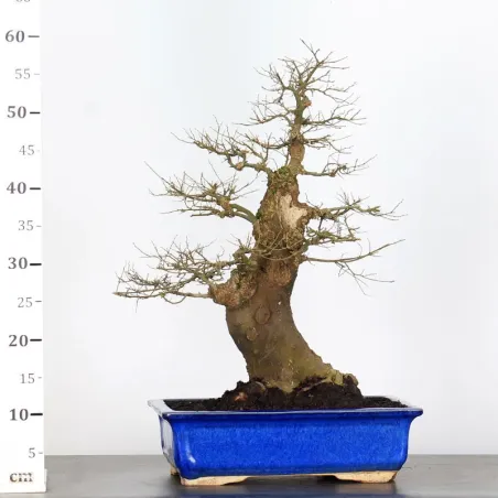 image supplémentaire - HACKBERRY "CELTIS...