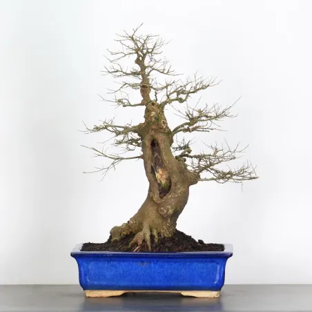 HACKBERRY "CELTIS AUSTRALIS" 1-5