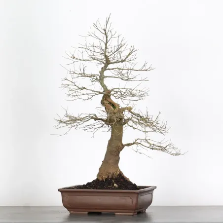 HACKBERRY "CELTIS AUSTRALIS" 1-6