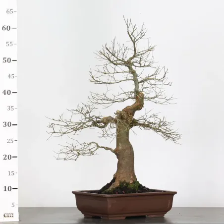 image supplémentaire - MICOCOULIER "CELTIS...