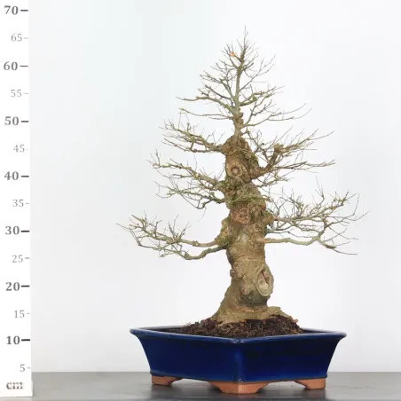 image supplémentaire - HACKBERRY "CELTIS...