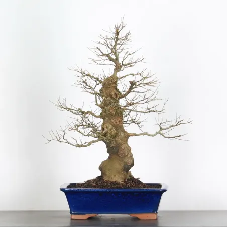 MICOCOULIER "CELTIS AUSTRALIS" 1-7